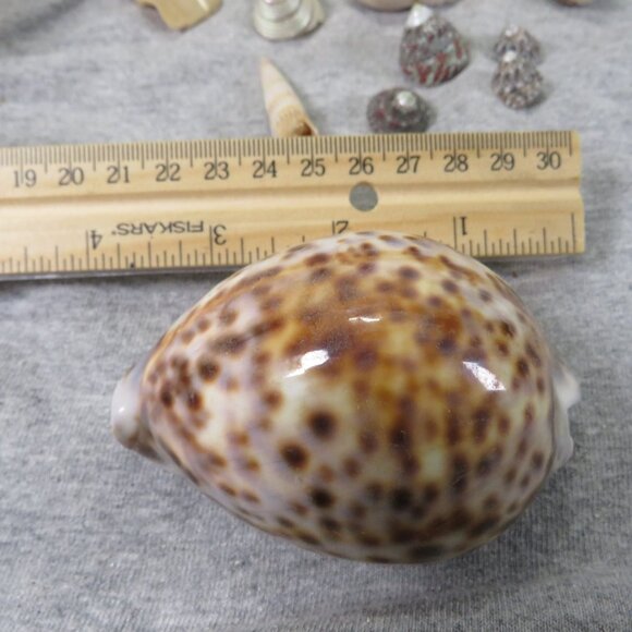 REAL sea shells and vintage Owl figures in woven basket - Picture 5 of 12